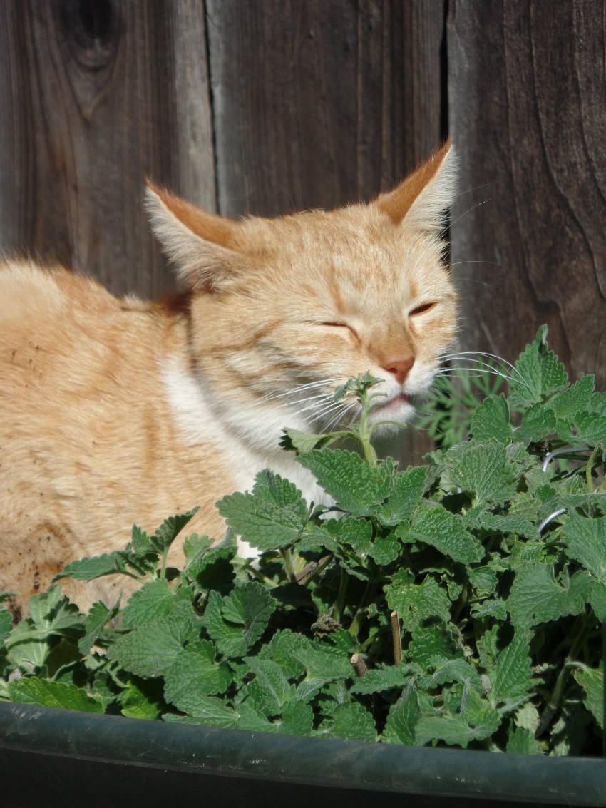 Cat and Catnip